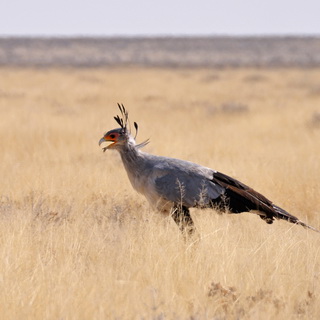 Etosha - Secretary Bird